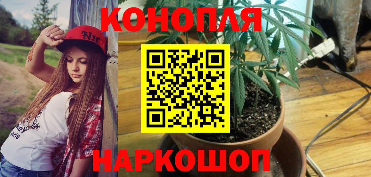 Конопля план Изобильный
